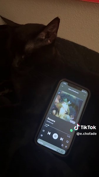 COMMENT DEFTONES RECOMMENDATIONS #thedeftones #deftones #deftonesenjoyer #deftonesfan #deftonestiktok #deftonesgirl #deftonescat #catfones #deftoneschinomoreno #chinomoreno #bewaredeftones #blackcat #cat #sleepycat #fypage