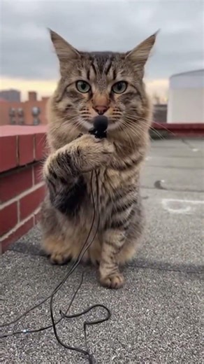 Cat Drops Fire Rap Then Jumpscare Hits! 😱🎤📱