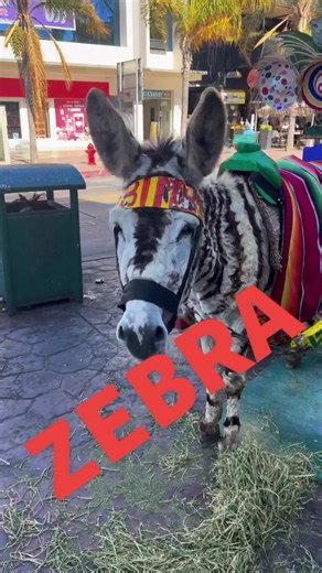 Understanding the Zebra or Striped Donkey Debate
