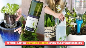 Efficient ways to water multiple indoor plants quickly