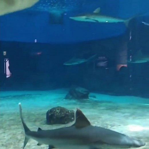 オオメジロザメが泳ぐ「サメ博士の部屋」沖縄美ら海水族館より