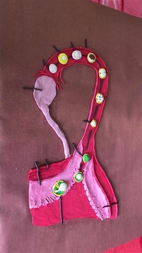 science working model ✨️ | #claymodel #science #model #workingmodel #bed #viral