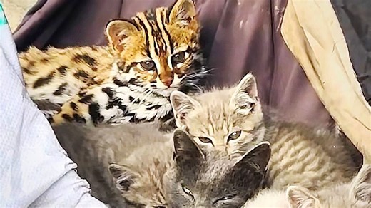 Lost wild leopard cat finds unexpected mother in China