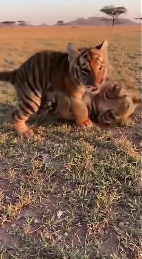Adorable Baby Tigers Romp & Play in the African Savanna – Don't Miss This Cute Chaos! Watch Now!