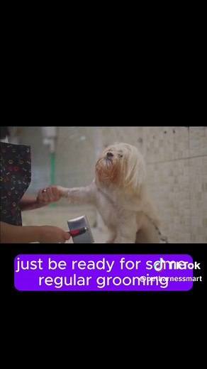 Best Apartment Dogs Top 3 Breeds for Small Spaces Looking for the perfect dog breed for apartment living? 🏢🐶 Check out our top 3 picks that thrive in small spaces! From the calm and cozy French Bulldog to the friendly Cavalier King Charles Spaniel and the adorable Shih Tzu, these breeds are ideal for city life and smaller homes. ✨ In this video: French Bulldog: Low-energy and quiet, perfect for lounging indoors. Cavalier King Charles Best Apartment Dogs: Top 3 Breeds for Small Spaces Spaniel: 