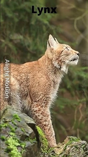 🐆Wildcats in the wild! 🐅 - Do you know them all?