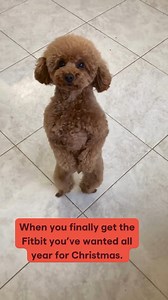 9.1K views · 27 reactions | Boxing day = new Fitbit set-up day  | Fitbit UK & Ireland | Facebook