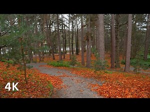 Relaxing Walk in Rain,Late Autumn Rain walk, (Rain sounds for Sleep ASMR 4K HDR)
