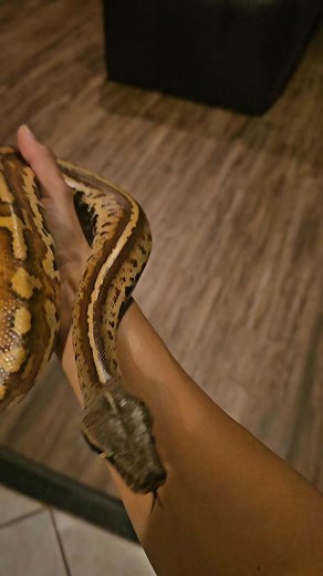 New skin!! Short-tail blood python fresh shed!!! #coldbloodedpets #reptilekeeper #snake #bloodpython | Coatl