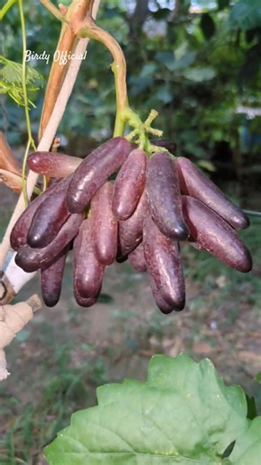 Moon Drop Grapes #grapes #homegarden #moondrop
