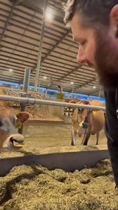 249K views · 18K reactions | Some of you got very offended at the idea of putting a nose ring in an adult cow to stop her from nursing other cattle. I get it, you don’t know anything about cattle but it would make more sense to ask why we do it than to attack me for your own version of reality wouldn’t it? | TDF Honest Farming | Facebook