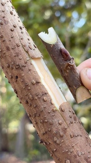 Easy Cherry Tree Budding Technique