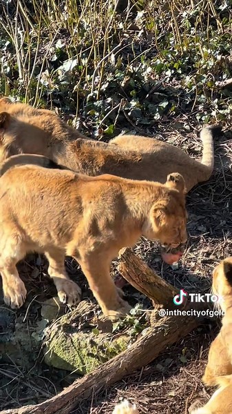 Lion Cubs at London Zoo: A Daily Adventure!