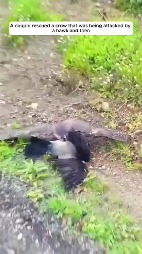 Reel Verse | They saw a hawk attacking a crow… and didn’t look away. In seconds, they stepped in and pulled the crow out of danger. Shaken, injured,... | Instagram