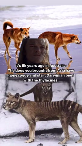 David Ian Howe on Instagram: "The Dingo Contrary to popular belief, dingoes (Canis lupus dingo) are not wild canids endemic to Australia. Dingoes are domestic dogs that were brought to Australia with seafaring humans. Though humans arrived earlier in Australia during the Pleistocene, by the time dingoes arrived, boats would have been needed to cross the 50km of open sea present even at the lowest sea level. This how we know the dingo came with later migrations of humans. The oldest archaeologica