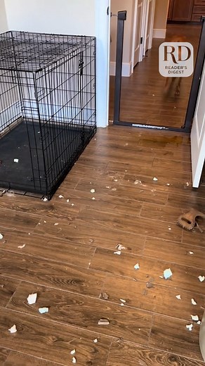 6.3K views · 59 reactions | Moral of the story: Never leave a dog alone | Reader's Digest | Facebook