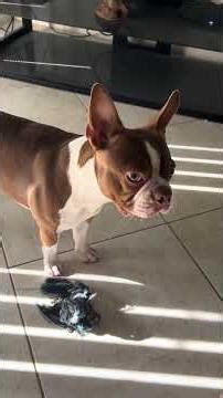 20 month old Boston terrier