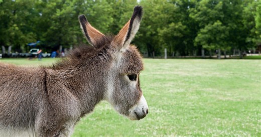 Sweet Baby Donkey Playing in Pasture for First Time Will Make Anyone's Day