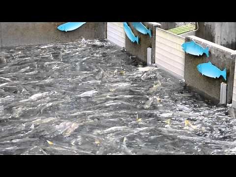 Salmon Hatchery