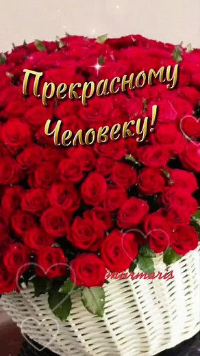 Stunning Rose Arrangements in Vibrant Colors