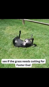 Learn more about how to adopt at lab-rescue.org/adoption-process or sponsor at lab-rescue.org/dogs. #nobetteroptionthanadoption #labrescuelrcp #sponsorsgivechances | Lab Rescue LRCP