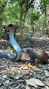 सांप v/s नेवला 😱 #snake #nevla #saanp #masterg #school #class #lesson