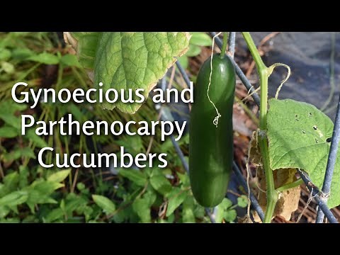 Gynoecious & Parthenocarpy Cucumbers | Socrates | Southern Latitudes