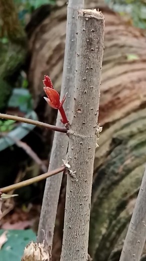 247K views · 978 reactions | #fblifestyle make branches by drilling #bonsai #craft #diy | Hery Jayanto | Facebook