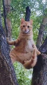 Cat OS Updating… Please Do Not Disturb 😂