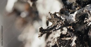 Lichen on bark spruce tree macro close up in Alps nature