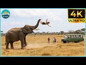 40 Most Brutal Animal Attacks Caught on Camera | WildLife Attacks #98