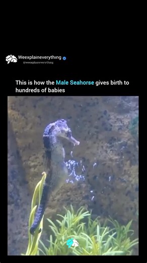 Explore Everything on Instagram: "Seahorses stand out in the animal world because it’s the male that gives birth! Here’s how it happens: during mating, the female places her eggs into a special pouch on the male’s belly. The male fertilizes the eggs and keeps them safe for several weeks. When it’s time to give birth, the male experiences labor-like contractions, pushing out hundreds of tiny, fully developed baby seahorses into the ocean. Some male seahorses can deliver over a thousand babies at 