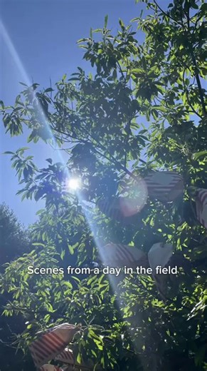 12K views · 231 reactions | Just another day working to bring back the American chestnut.  | The American Chestnut Foundation | Facebook