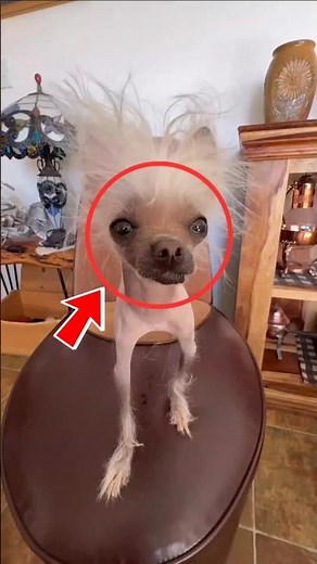 Top 5 Ugliest Dogs That Are Weirdly Adorable 🐶 #shorts