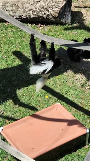 Acrobatic monkey flip!