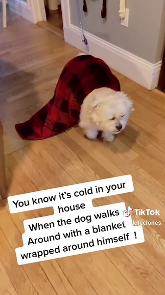 Winter mode activated 🐾❄️ Stay cozy with your pets this season — matching PJs encouraged 😉🩵 #CuddleClones #CustomPetPajamas #CozySeason #holidaygiftguide