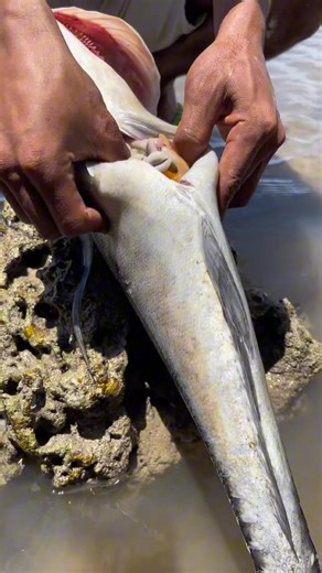 Big fish eating the shell #followersreelsfypシ゚viralシfypシ゚viralシi #highlighteveryone #highlight #followersreelsfypシ゚viralシfypシ゚viralシ | Amazing trip