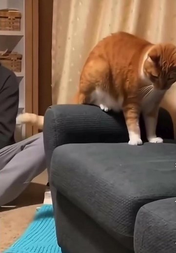 Cat Panic Attack