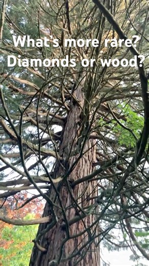 What is more rare? Diamonds or wood?