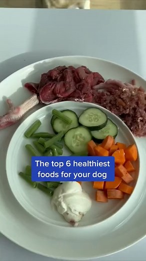 6 of the Healthiest Dog Foods! These definitely deserve a spot in your dog’s food bowl 🥣 #dogfood #dogdiet #dognutrition #dogparents | PetLab Co.