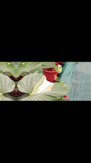 AzMseries (@azmseries)’s videos with Intan Ku Kesepian - Yan-SBR