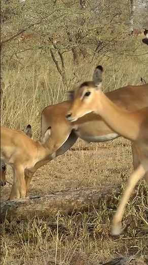 The Speedy impala 🦌 | The Graceful Antelope of Africa