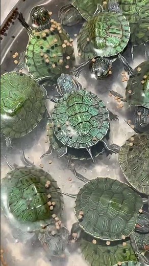 Red ear slider Turtle feeding