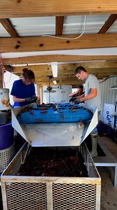Cleaning them mudbugs! #crawfish | Landry’s Cajun Cooking
