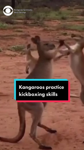 A pair of young kangaroos practice their kickboxing skills at a sanctuary in Australia’s Northern Territory. #news #australia #kangaroo #kickboxing