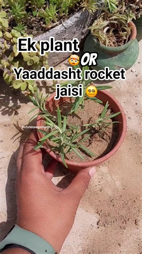 Rosemary Cutting Ka 100% Success Formula 🌿 #futurelovegardening #gardening #plants #plants
