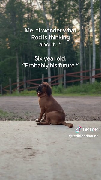 Thoughts of a Hound Dog: What Might Red Be Thinking?