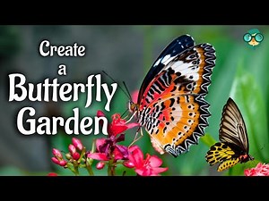 How to Create a Butterfly Garden | How do you make a butterfly habitat | Build a Butterfly Sanctuary