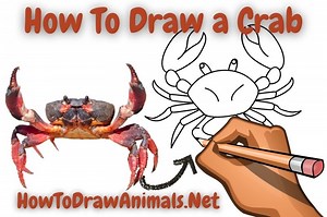 How To Draw a Crab - EASY Drawing Tutorial!