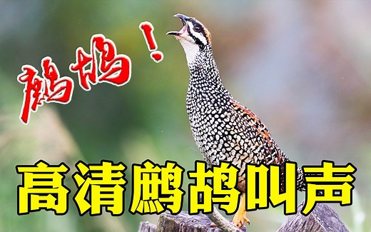 16种鹧鸪叫声，中华鹧鸪的叫声最动听！